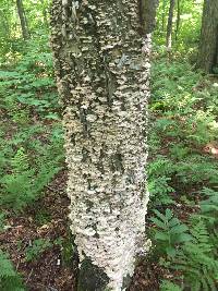 Trametes versicolor image