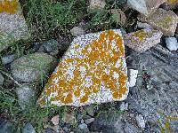 Xanthoria parietina var. parietina image