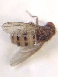 Entomophthora muscae image