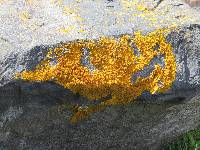 Xanthoria parietina var. parietina image