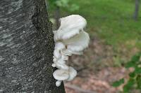 Pleurotus populinus image