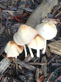 Psathyrella candolleana image