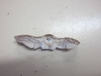 Tricholoma terreum image