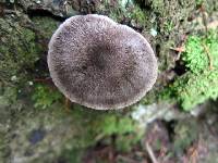 Tricholoma terreum image