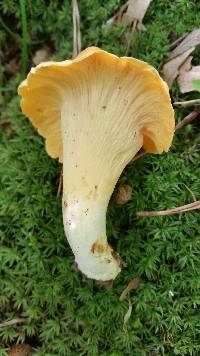 Cantharellus lateritius image