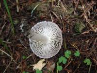 Tricholoma terreum image