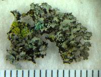 Phaeophyscia hirsuta image