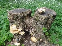 Polyporus squamosus image