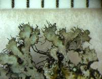 Phaeophyscia hirsuta image