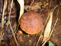 Boletus subvelutipes image