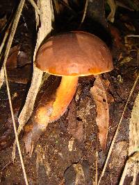 Boletus subvelutipes image