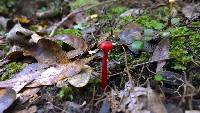 Hygrocybe rubrocarnosa image