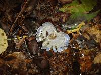 Lactarius indigo image