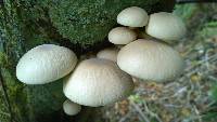 Agrocybe parasitica image