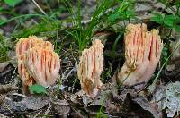 Ramaria formosa image