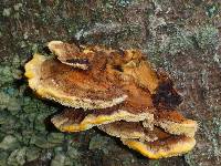 Laetiporus conifericola image