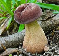 Tylopilus rubrobrunneus image