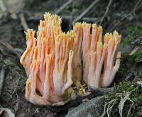 Ramaria formosa image