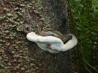 Ganoderma applanatum image