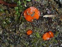 Scutellinia scutellata image
