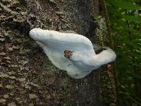 Ganoderma applanatum image