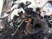 Craterellus fallax image