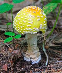 Amanita muscaria var. guessowii image