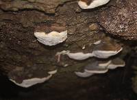 Ganoderma applanatum image