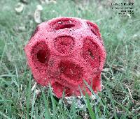 Clathrus crispus image