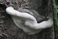 Ganoderma applanatum image