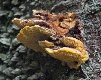 Laetiporus conifericola image