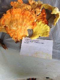 Laetiporus sulphureus image