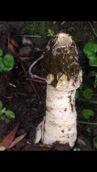 Phallus impudicus var. impudicus image