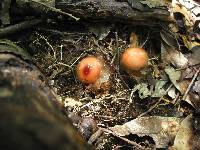 Calostoma cinnabarinum image