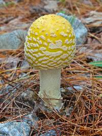 Amanita muscaria image