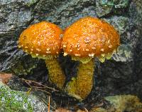 Hemistropharia albocrenulata image