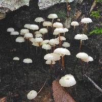 Marasmius rotula image