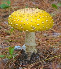 Amanita muscaria image