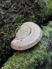 Ganoderma applanatum image