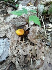 Image of Hygrocybe aurantiosplendens