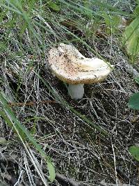 Russula brevipes image