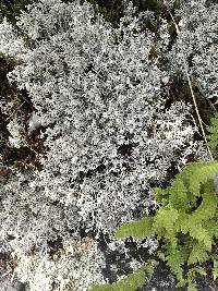 Cladonia rangiferina image