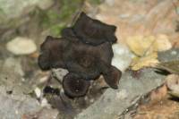 Craterellus cornucopioides image