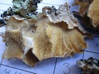 Trametes versicolor image