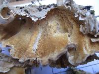 Trametes versicolor image