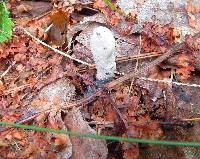 Xylaria polymorpha image