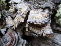 Trametes versicolor image