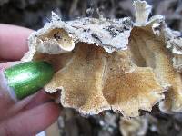 Trametes versicolor image