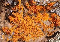 Xanthoria elegans image