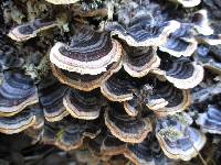 Trametes versicolor image